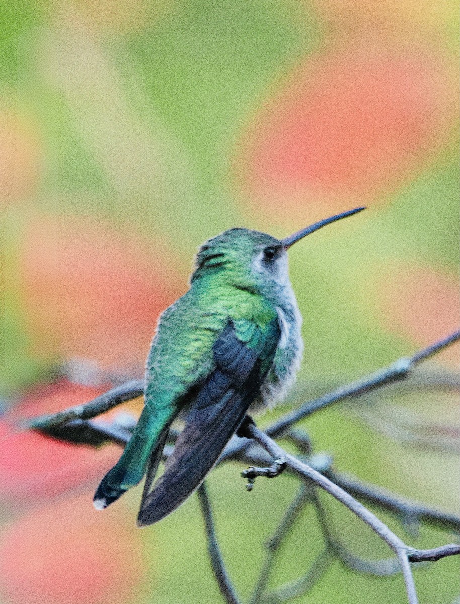 Broad-billed Hummingbird - ML644454616