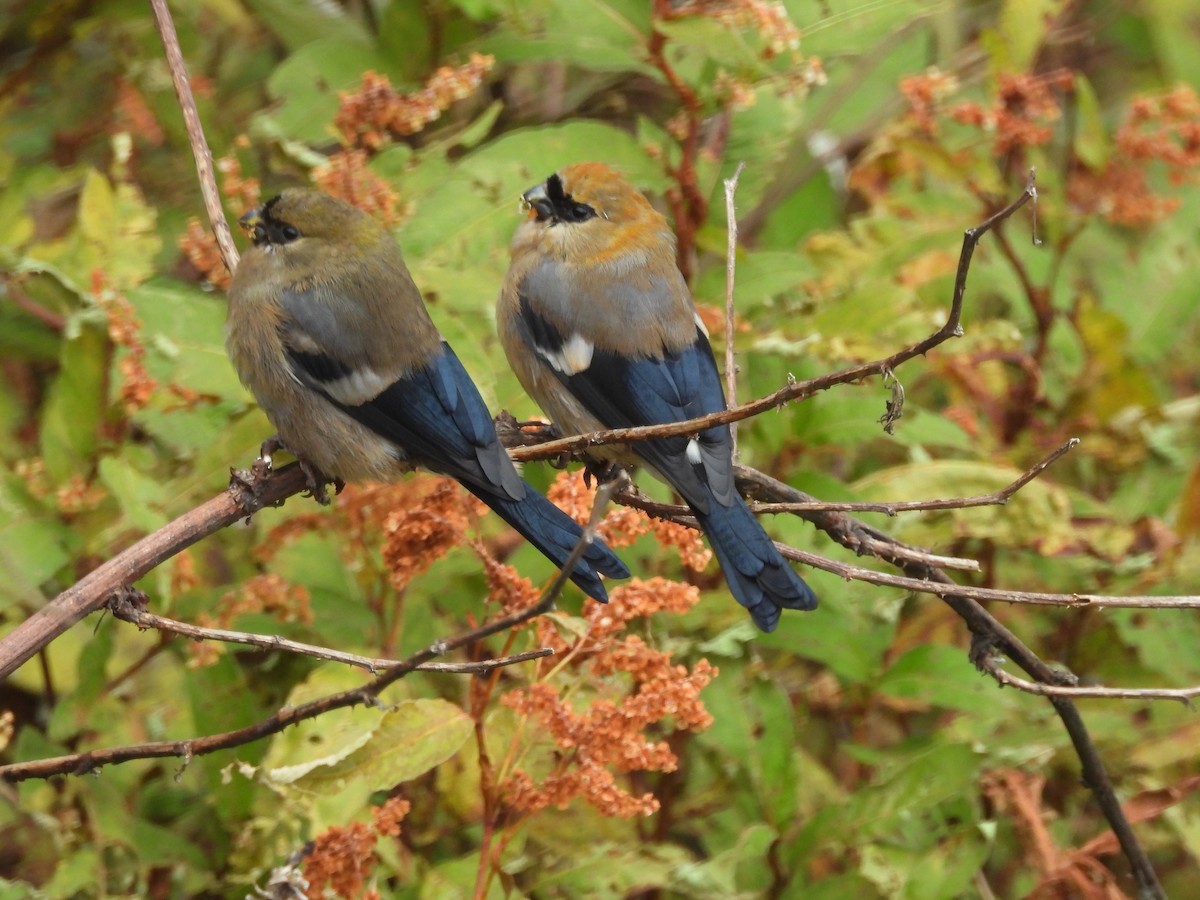 ズアカウソ - ML644454617