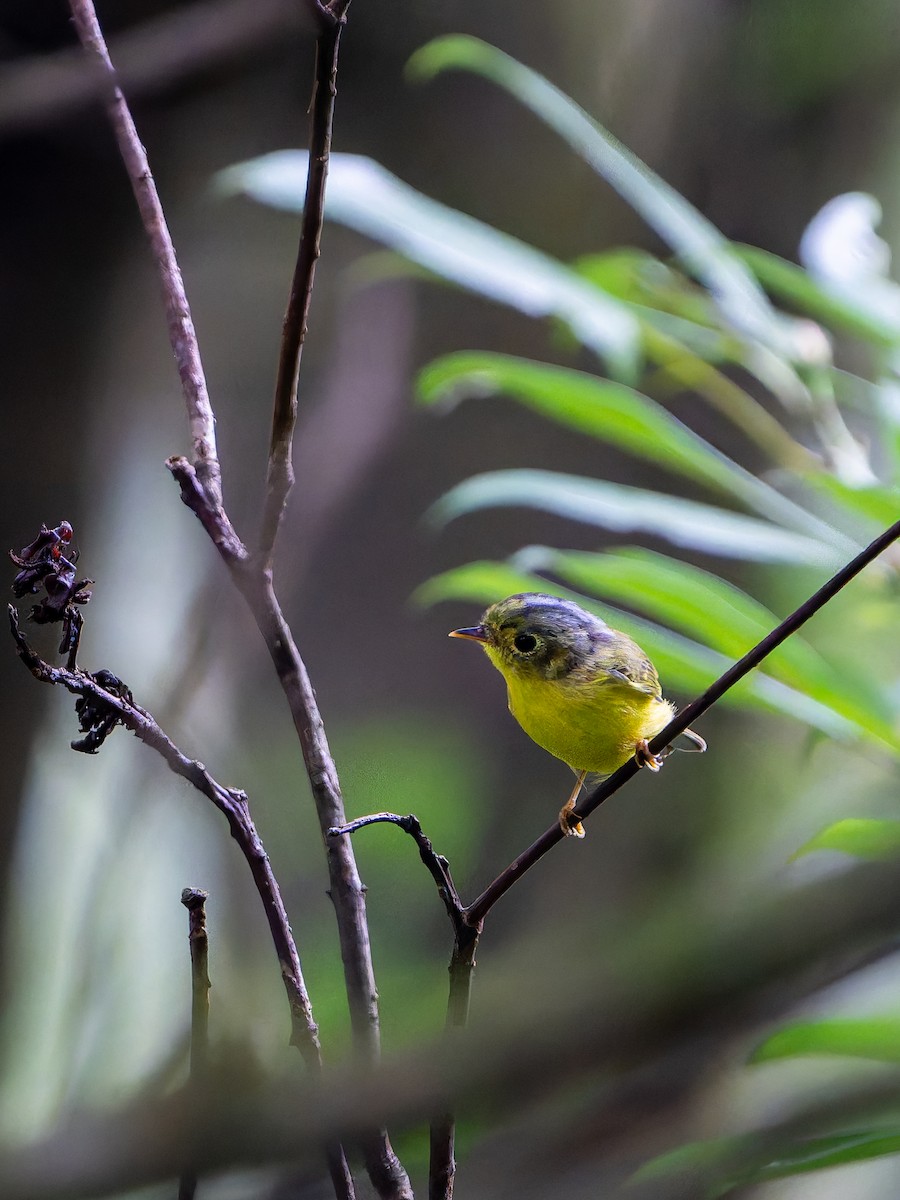 White-spectacled Warbler - ML644454618