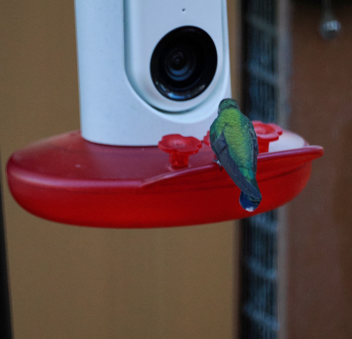 Broad-billed Hummingbird - ML644454620
