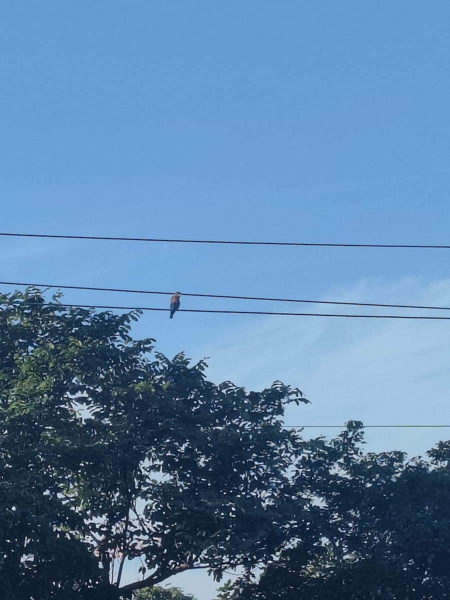 Indian Roller - ML644454627