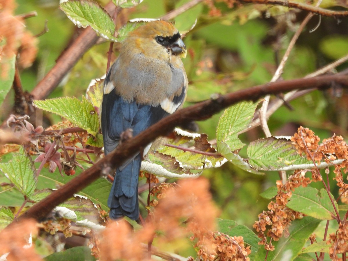 ズアカウソ - ML644454634