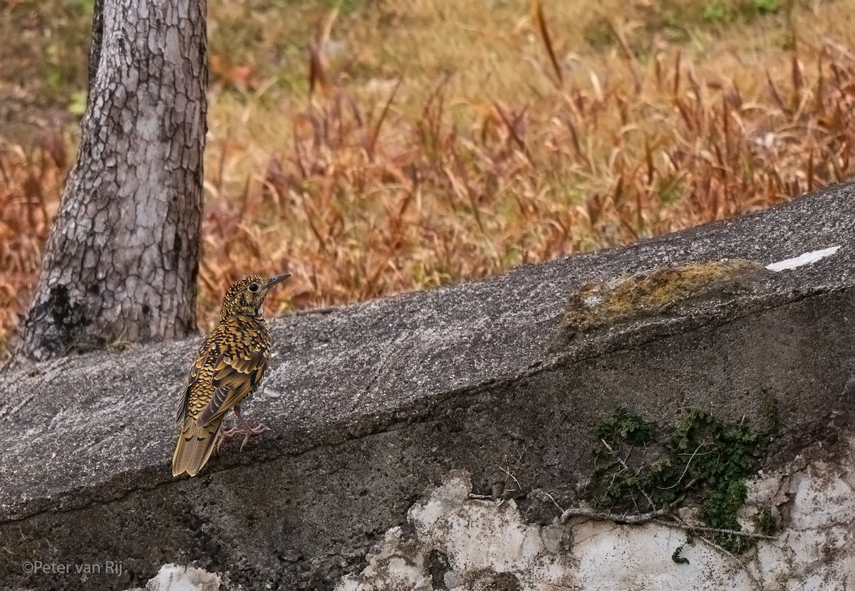 White's Thrush - ML644454642