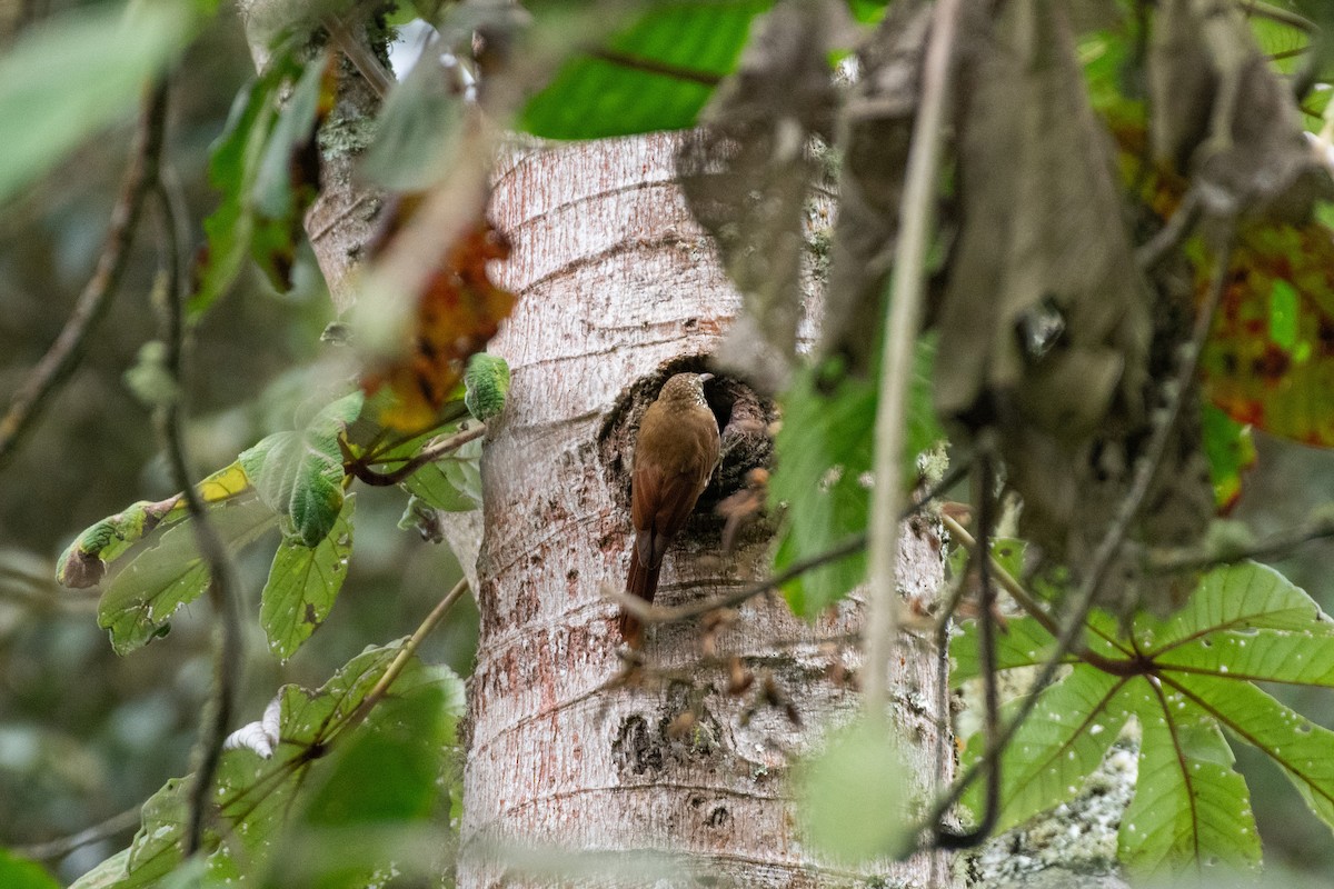 Дереволаз гірський - ML644454648