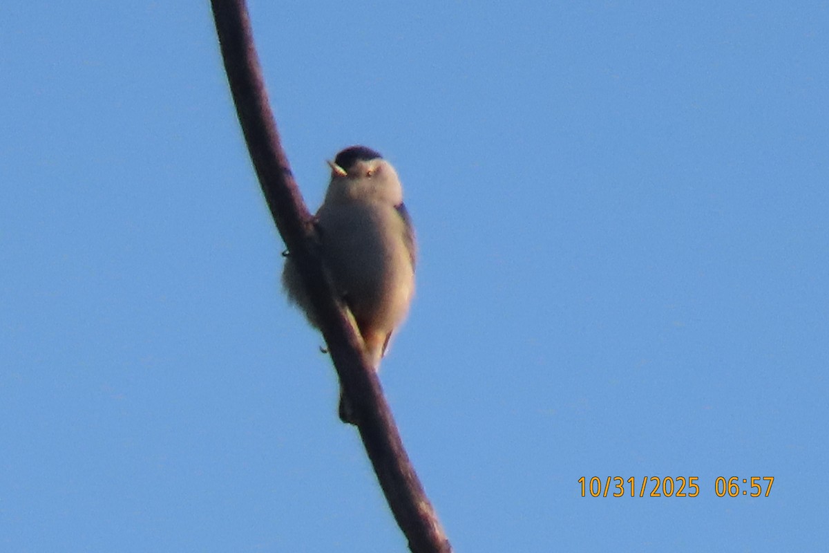 Weißbrustkleiber - ML644454650