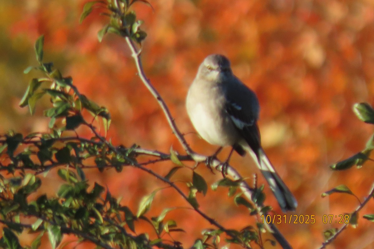 Gartenspottdrossel - ML644454652