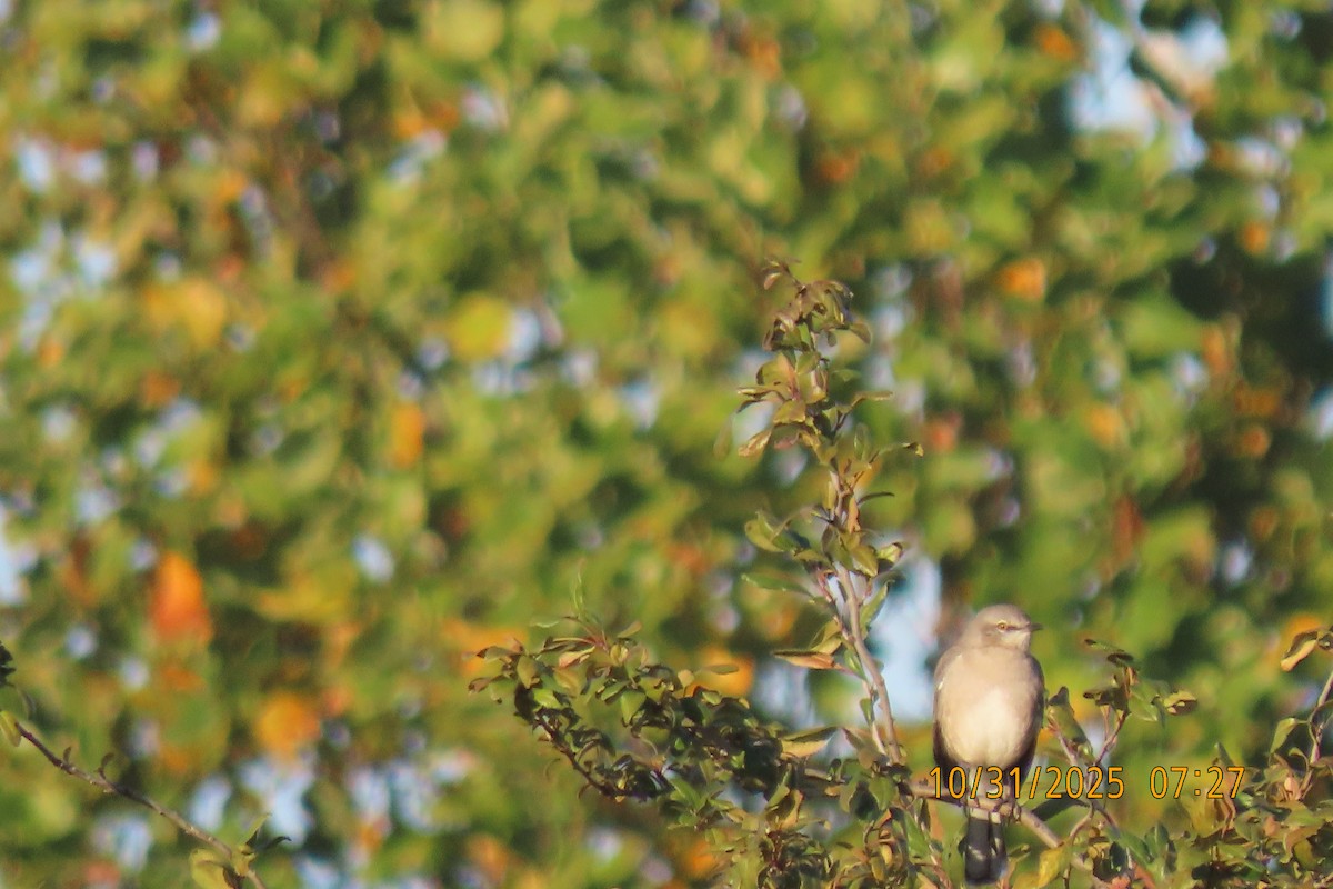 Gartenspottdrossel - ML644454653