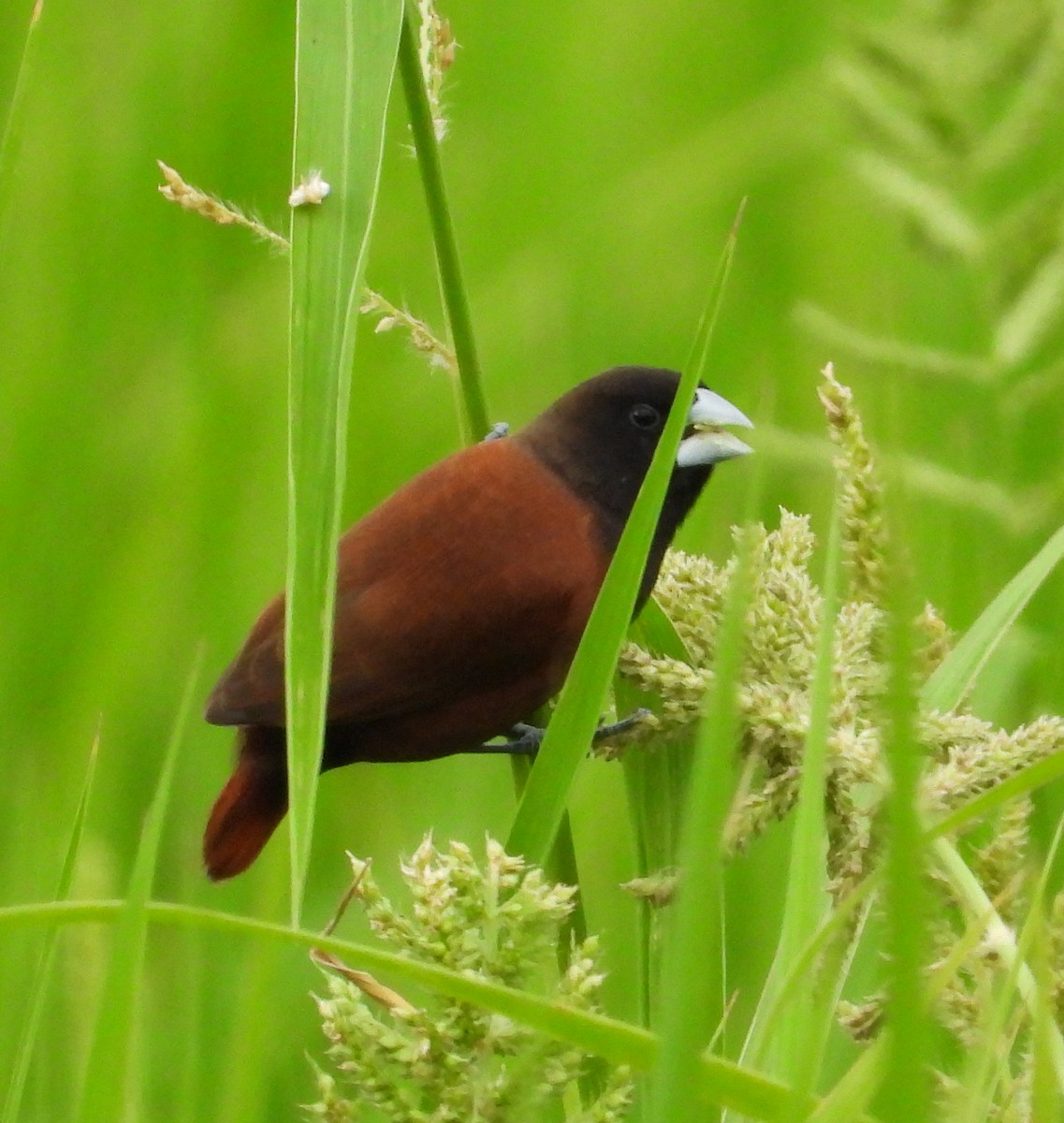 Chestnut Munia - ML644454654