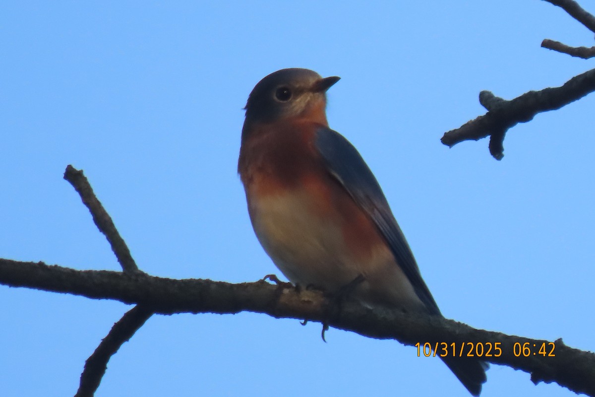 Rotkehl-Hüttensänger - ML644454657