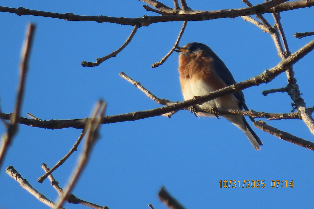 Rotkehl-Hüttensänger - ML644454658