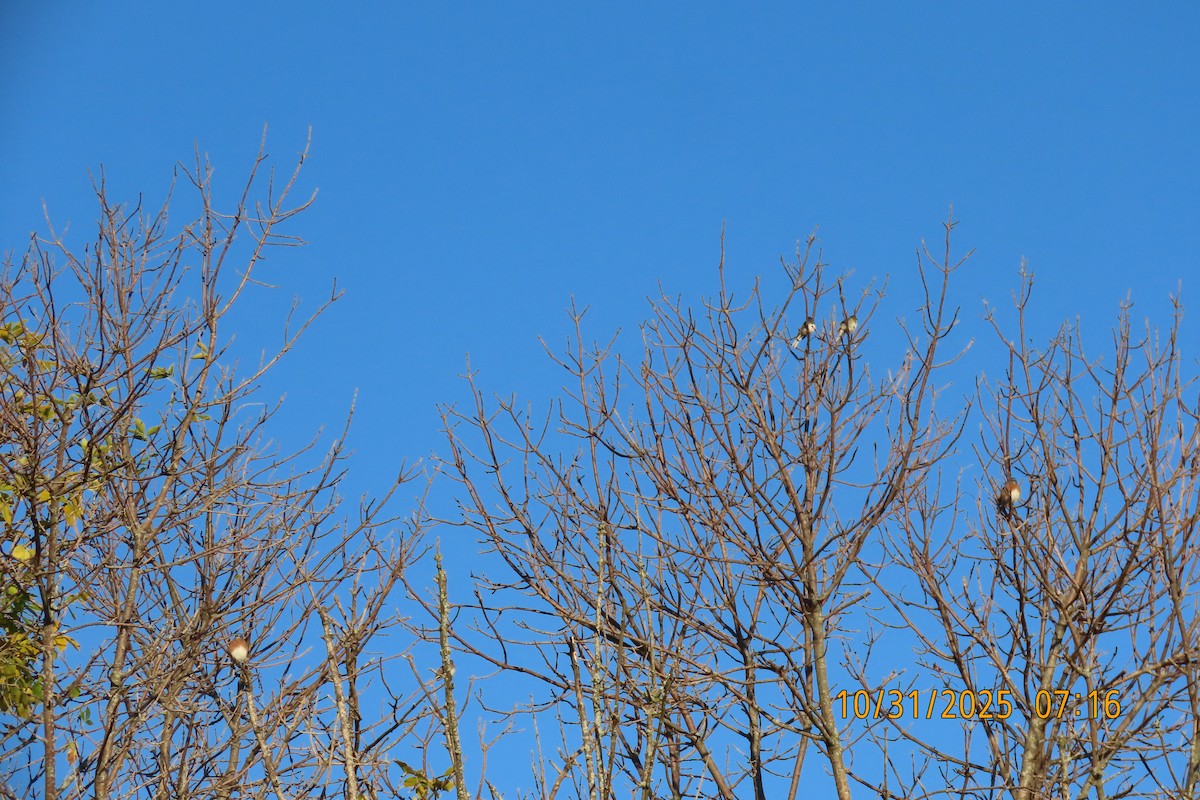 Rotkehl-Hüttensänger - ML644454659