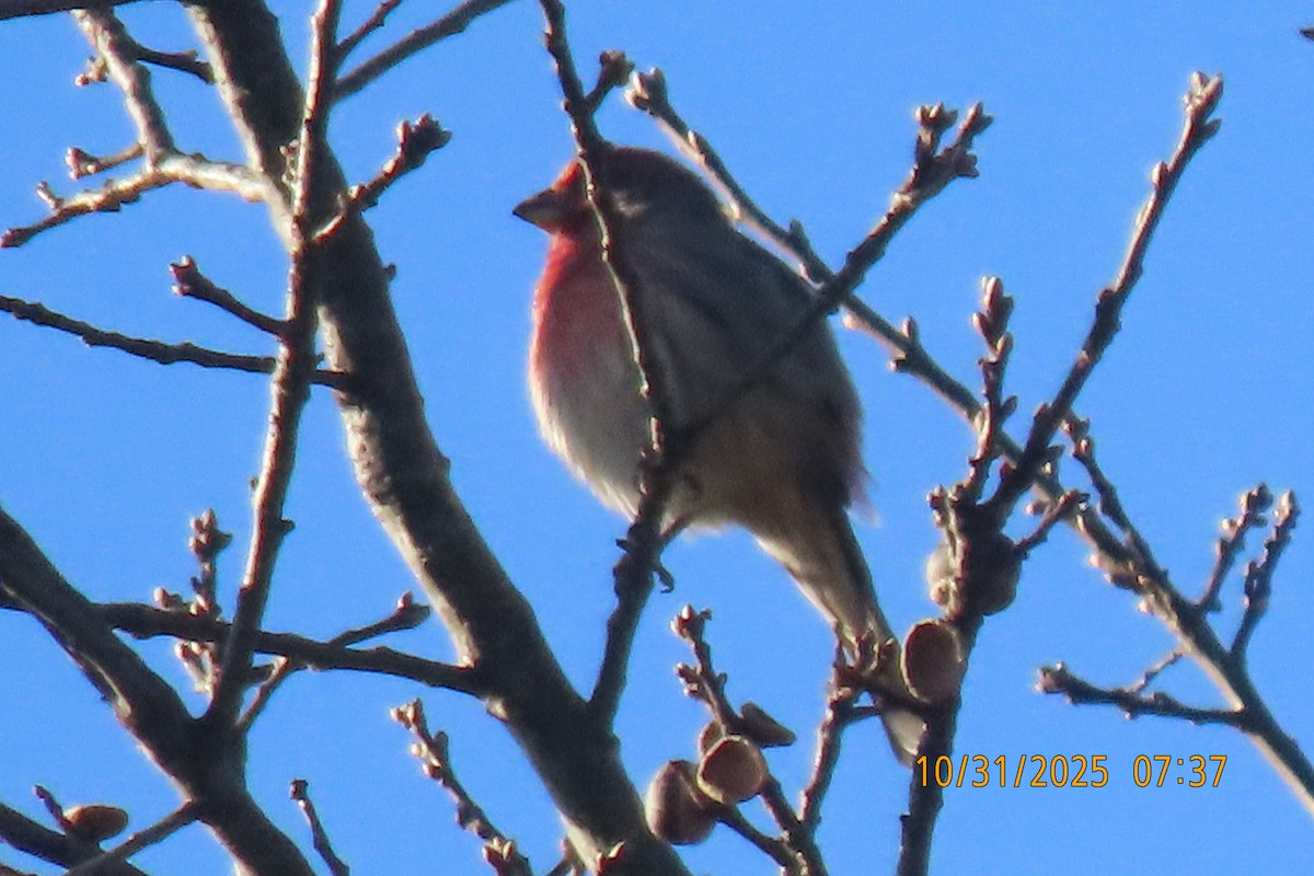 Hausgimpel - ML644454661