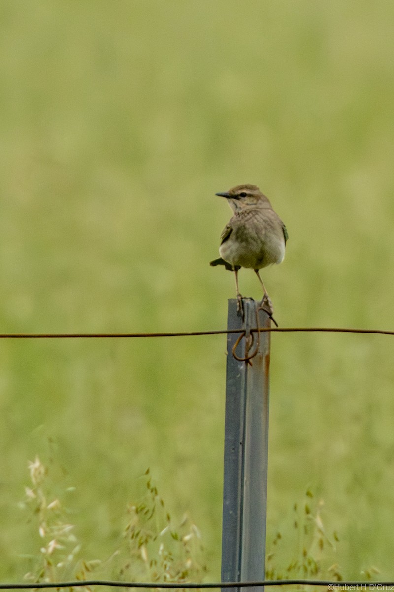 Rufous Songlark - ML644454662