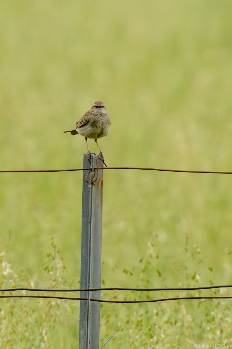 Rufous Songlark - ML644454663