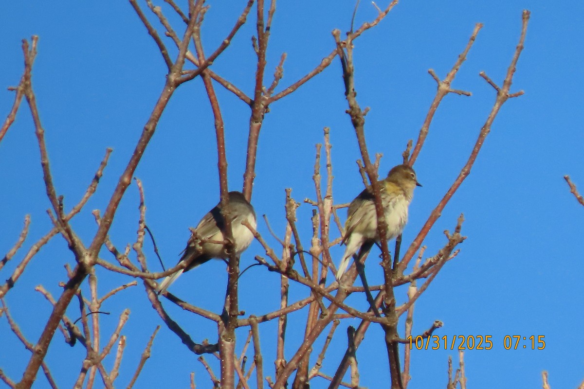 Winterammer - ML644454664