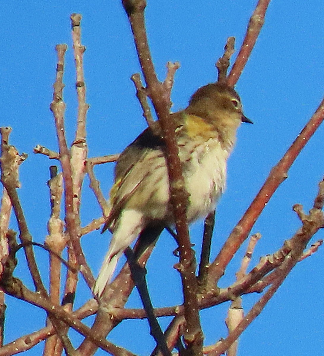 Kronenwaldsänger - ML644454667