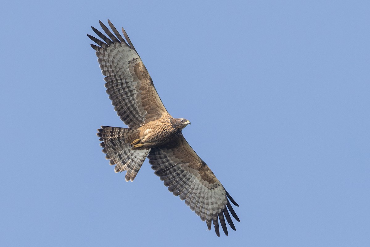 Oriental Honey-buzzard - ML644454671