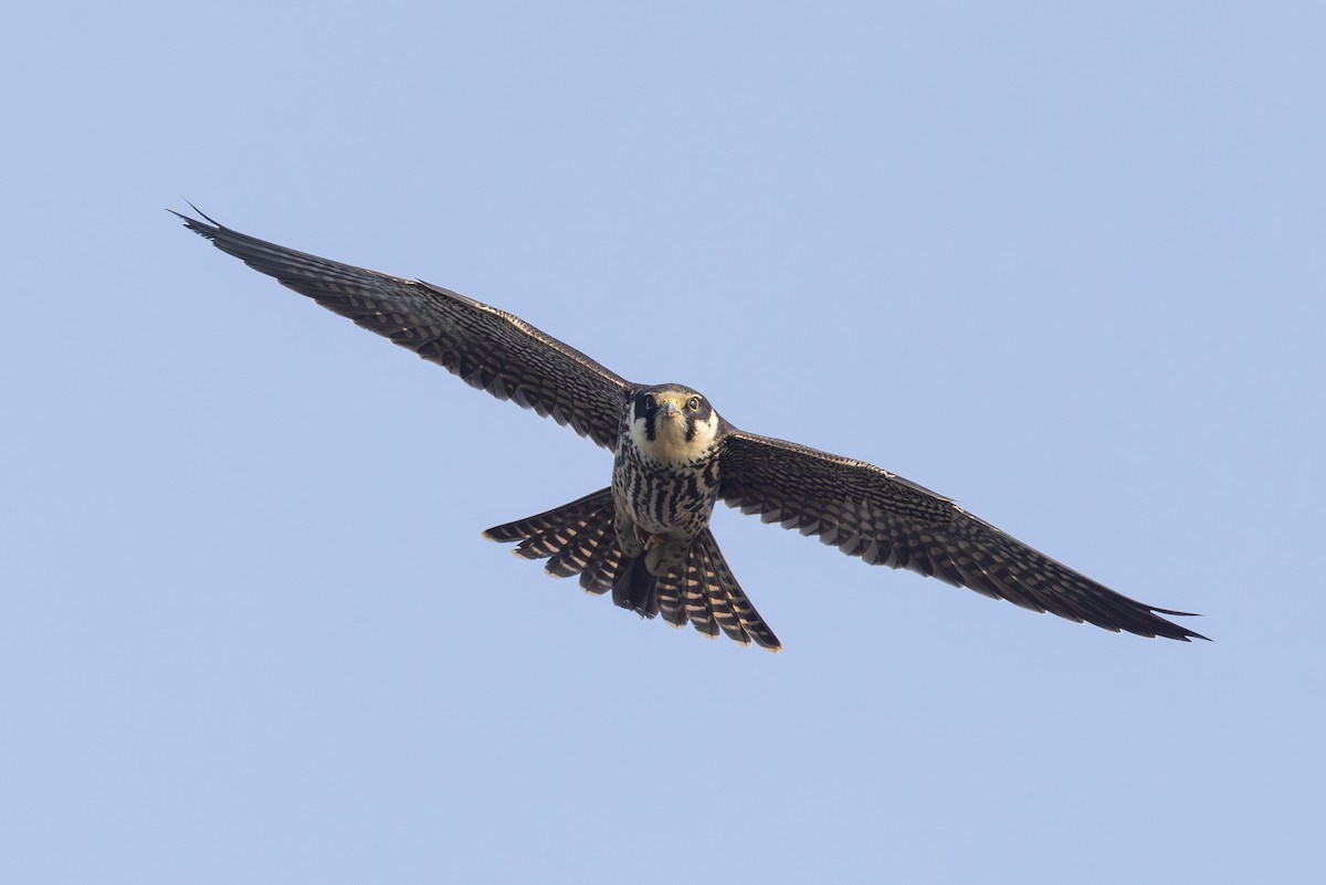 Eurasian Hobby - ML644454672