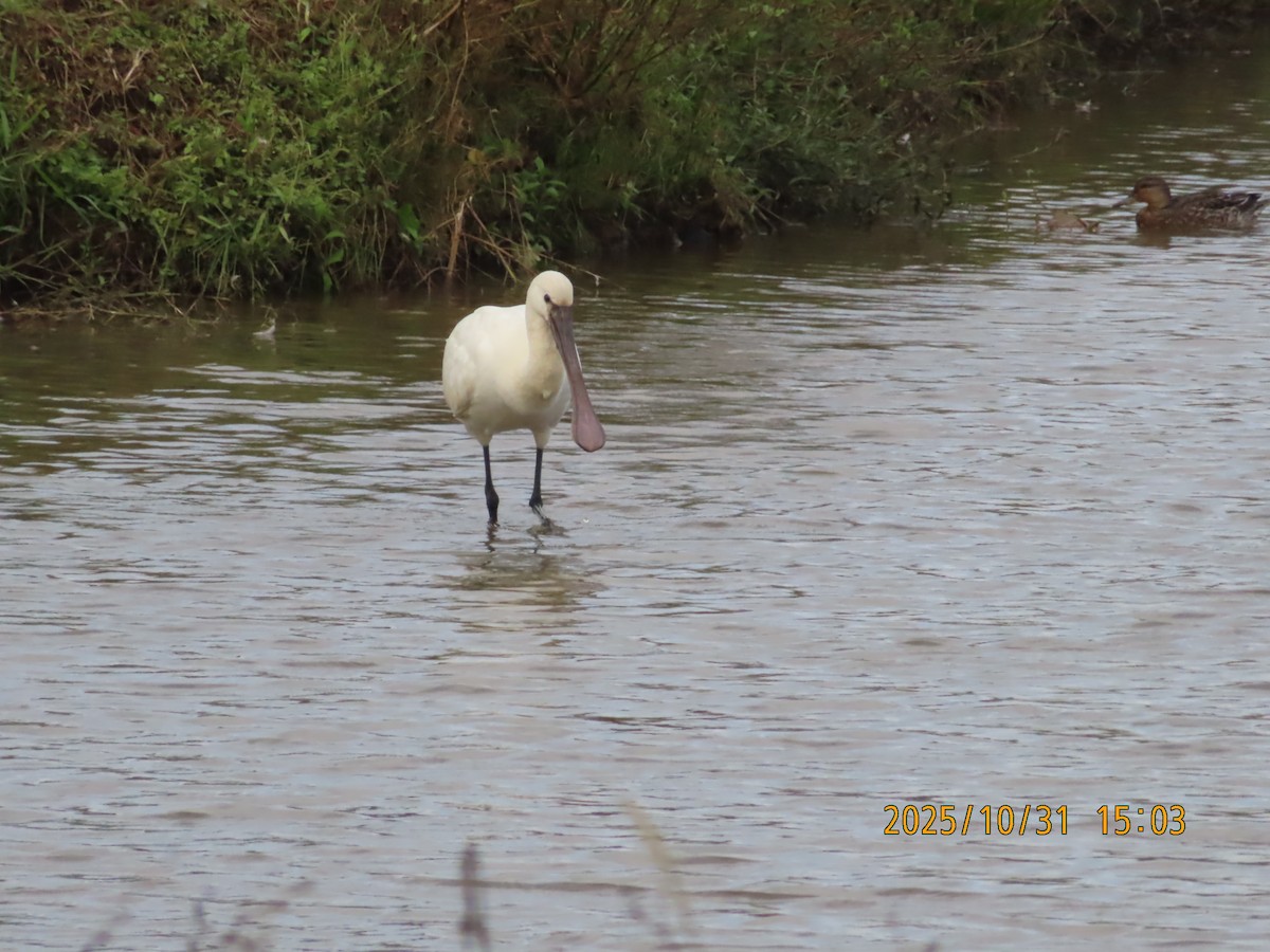 Eurasian Spoonbill - ML644454673