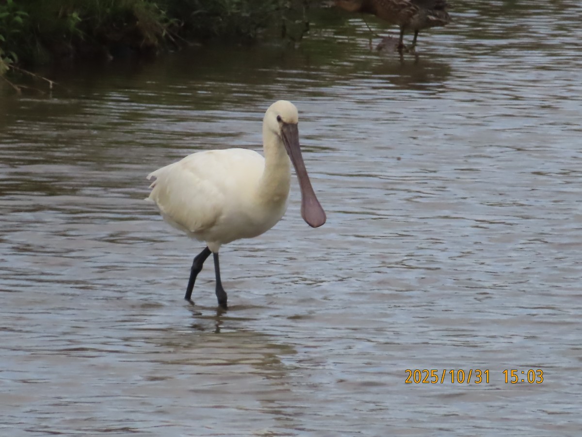 Eurasian Spoonbill - ML644454674