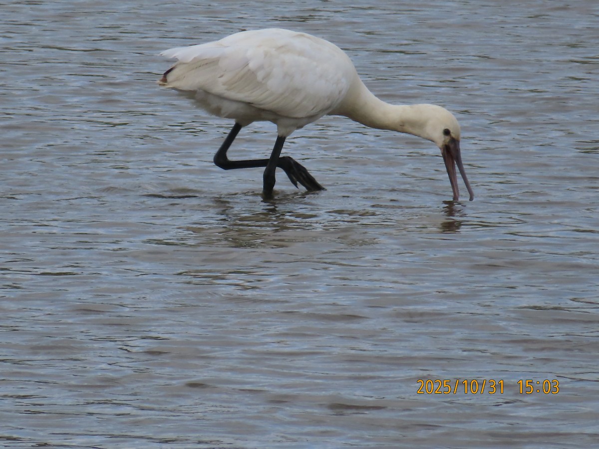 Eurasian Spoonbill - ML644454675