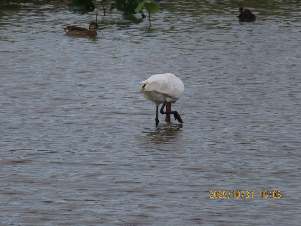 Eurasian Spoonbill - ML644454676