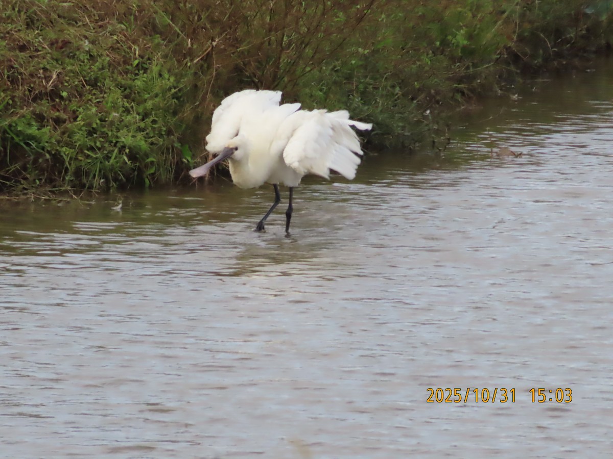 Eurasian Spoonbill - ML644454677