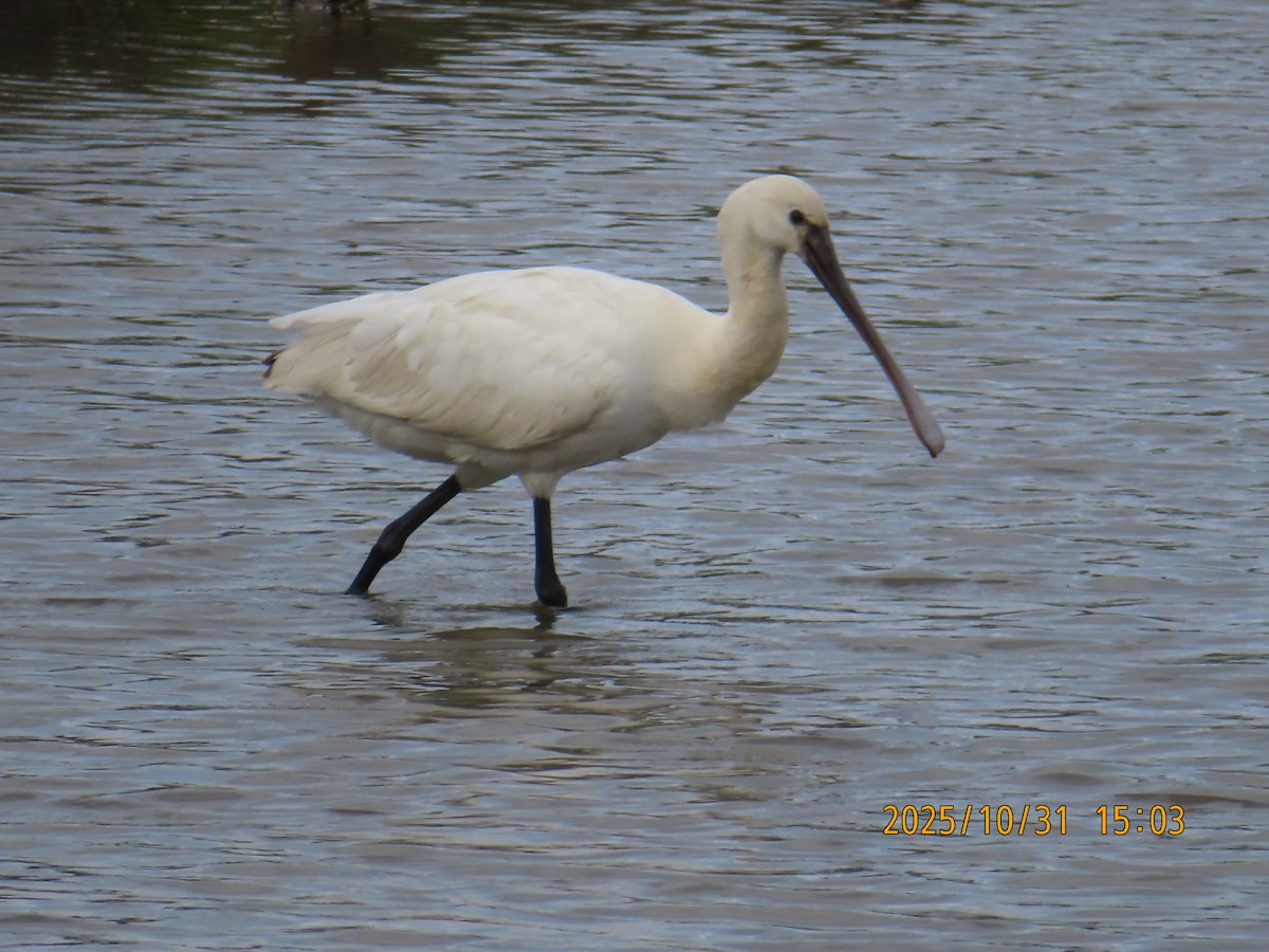 Eurasian Spoonbill - ML644454678