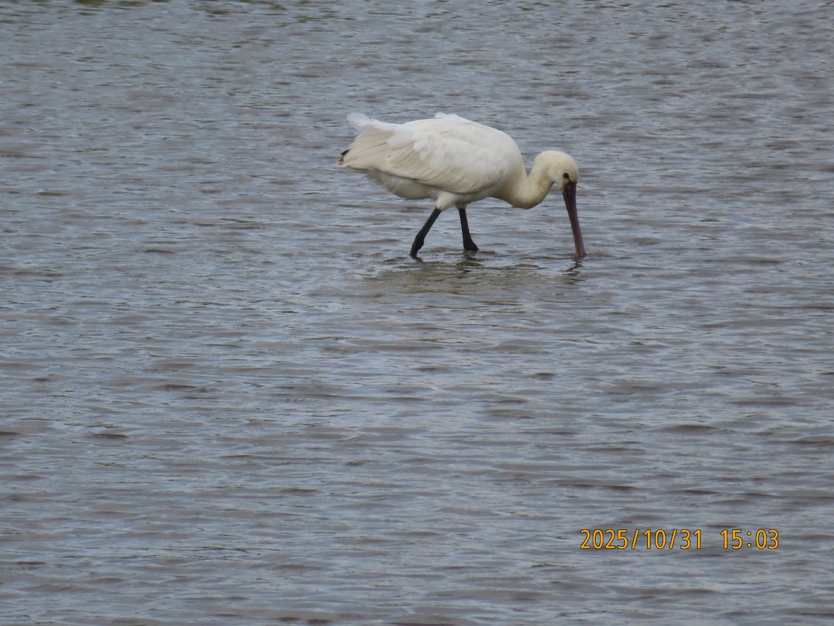 Eurasian Spoonbill - ML644454679