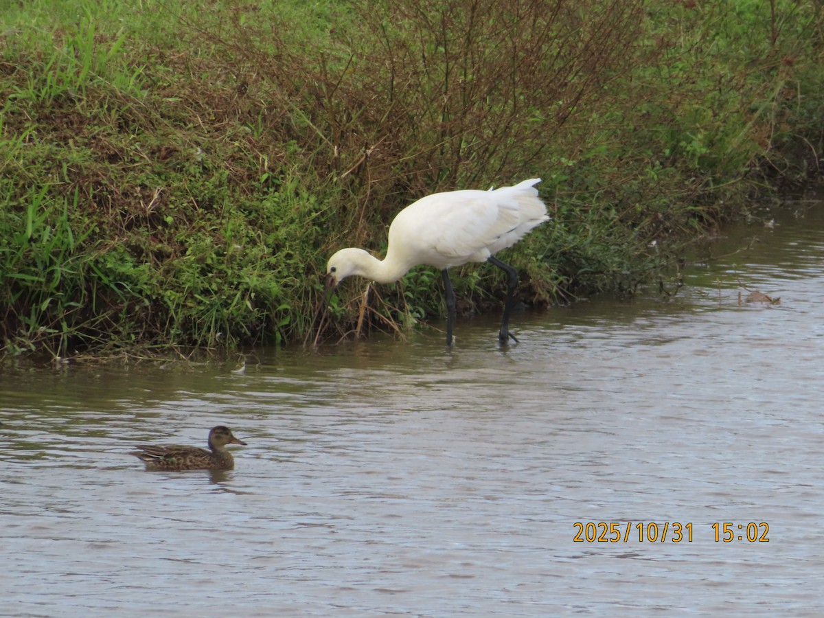 Eurasian Spoonbill - ML644454680