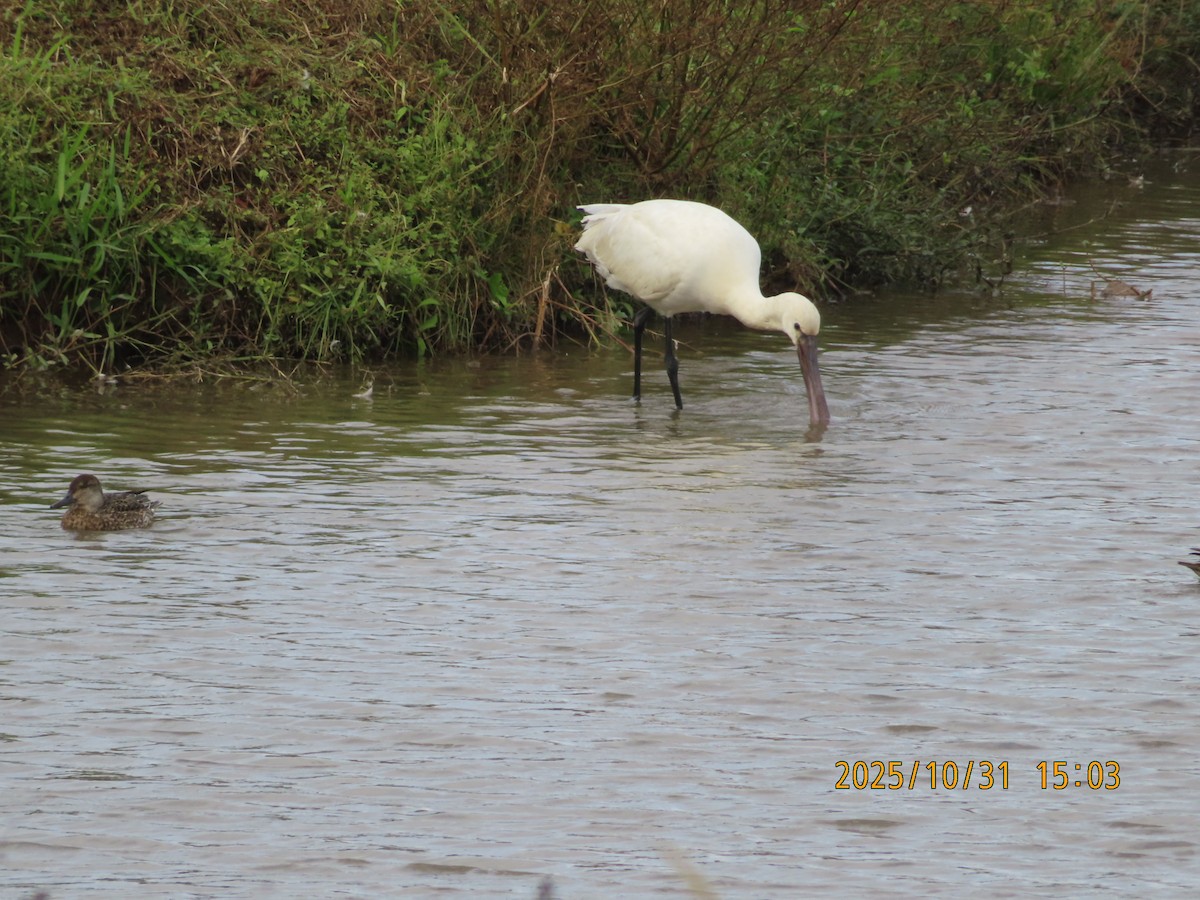Eurasian Spoonbill - ML644454681