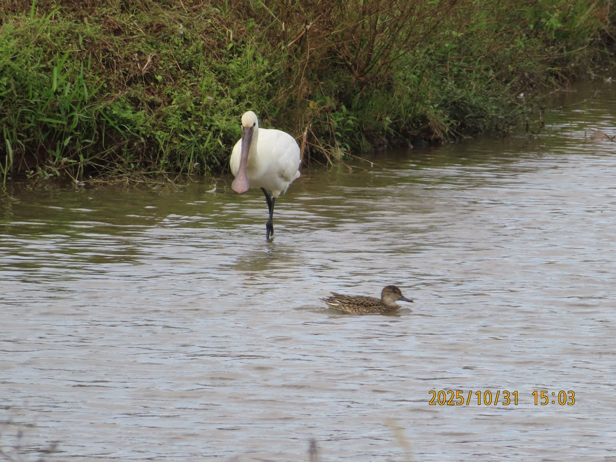 Eurasian Spoonbill - ML644454682