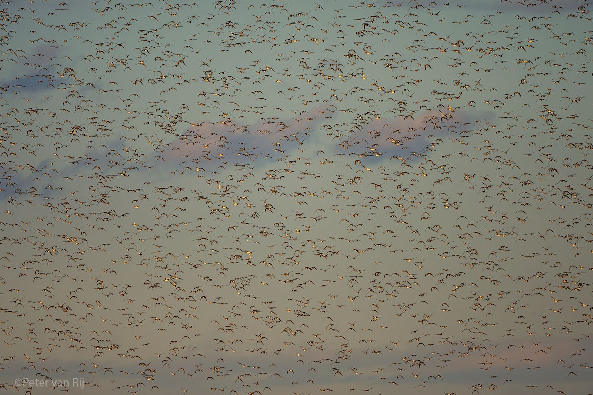 Baikal Teal - ML644454684