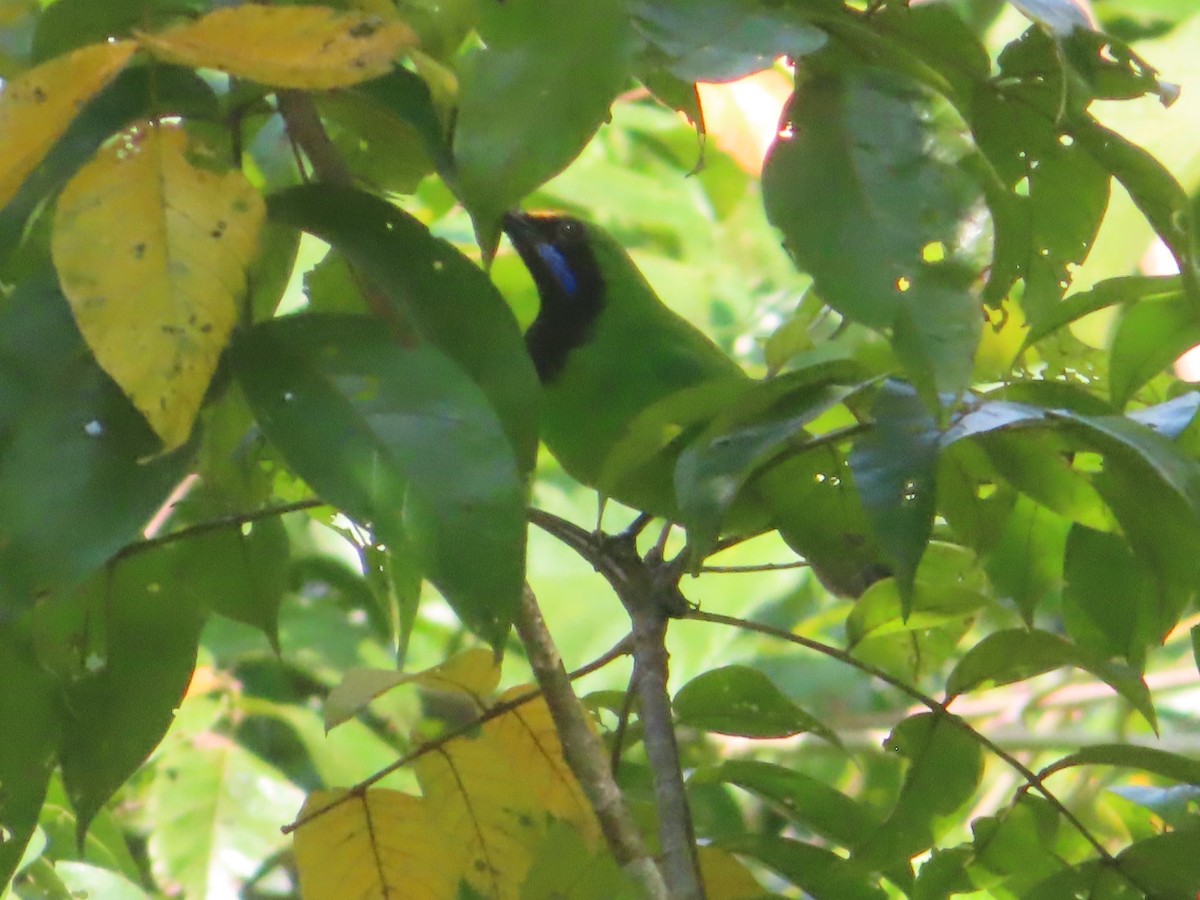 Verdin à front d'or - ML644454685