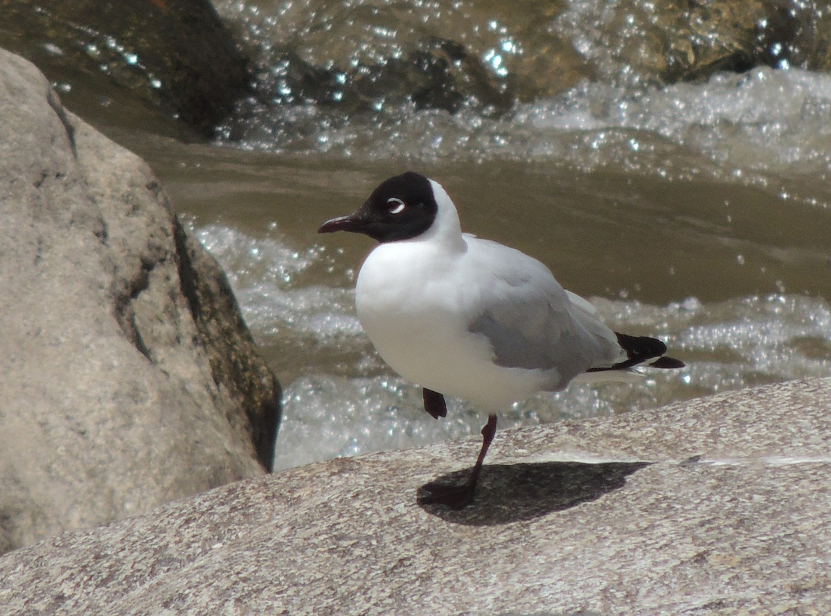 Andean Gull - ML644454688