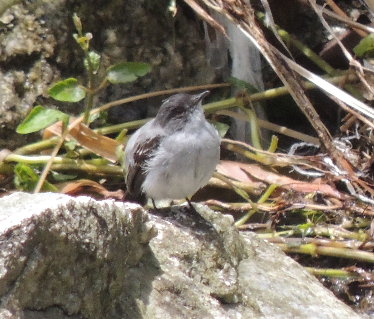 Torrent Tyrannulet - ML644454689