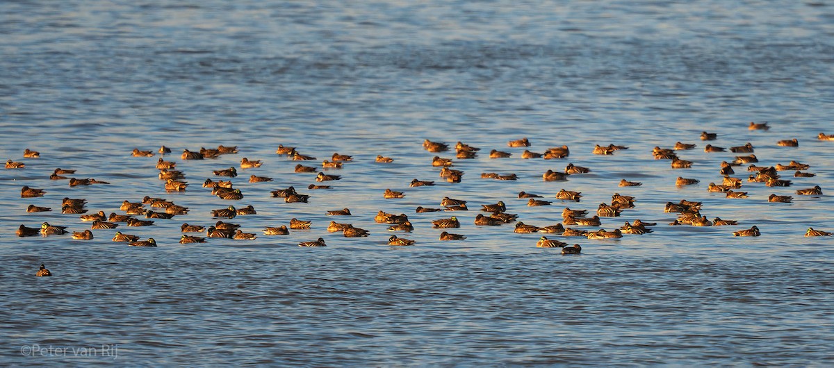 Baikal Teal - ML644454696