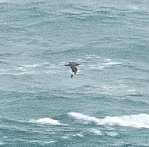 Great Skua - ML644454697