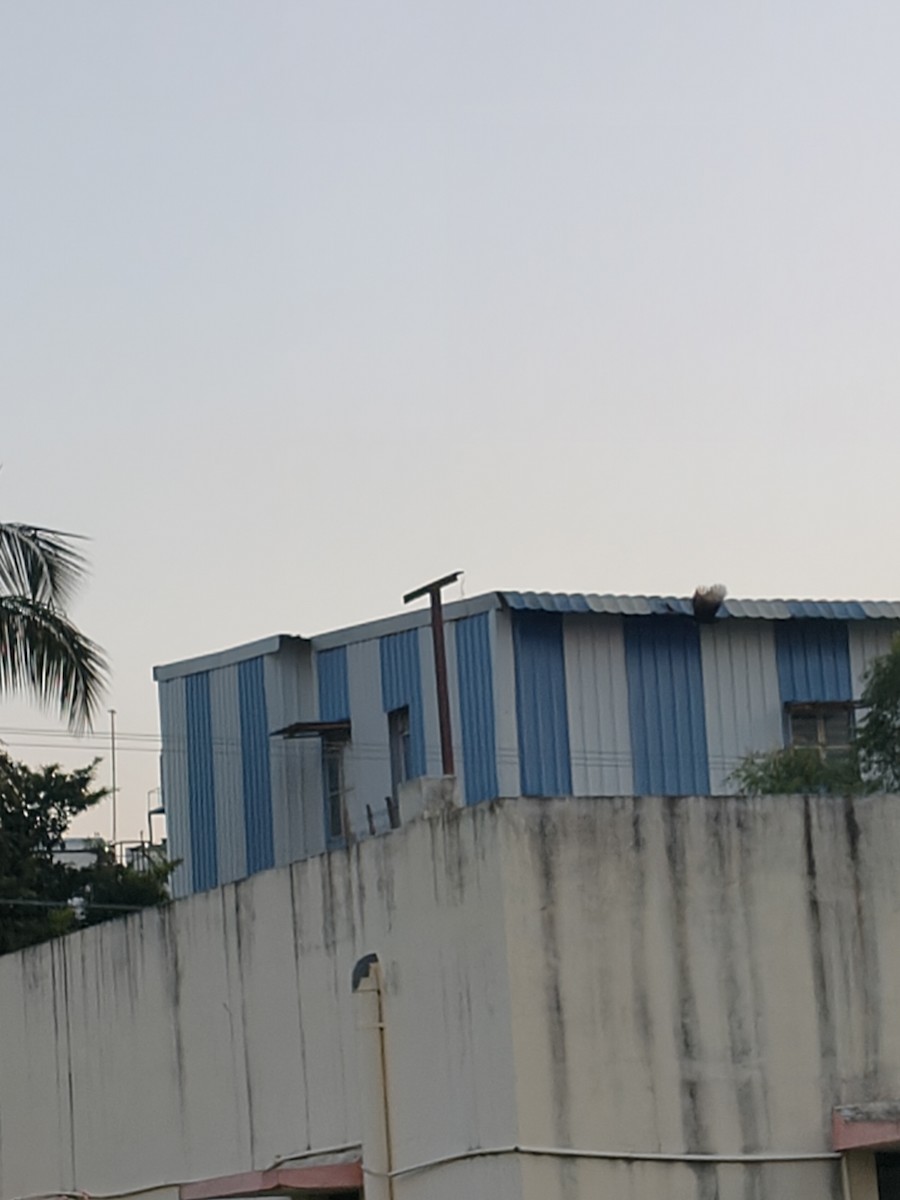 Black Drongo - ML644454698