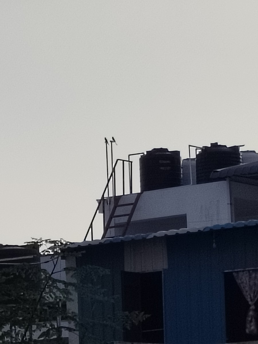 Black Drongo - ML644454699