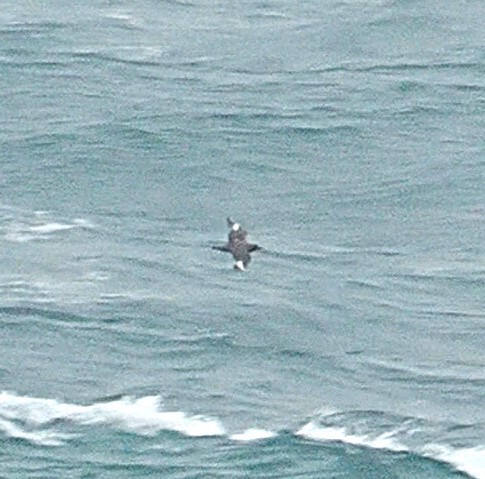 Great Skua - ML644454700