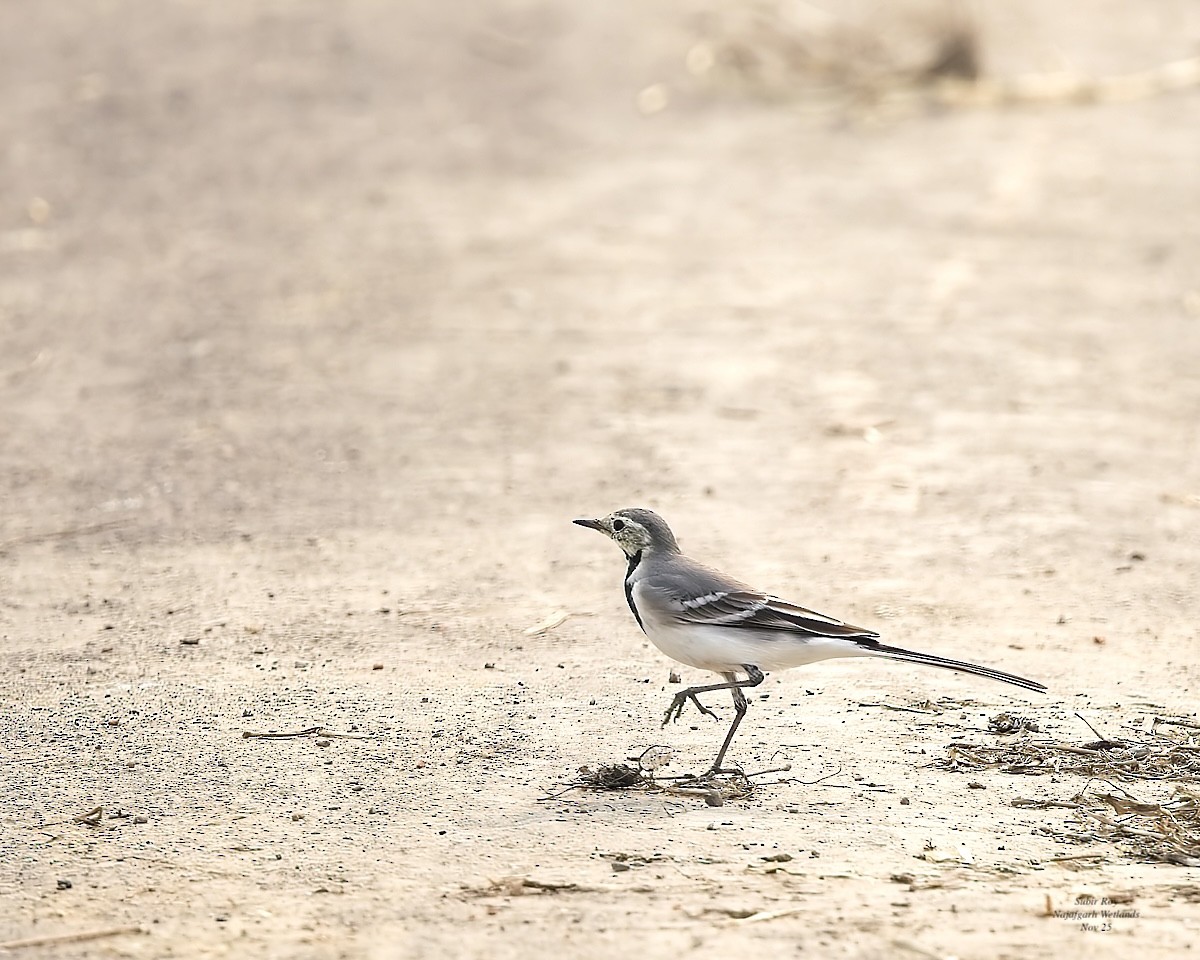 White Wagtail - ML644454701