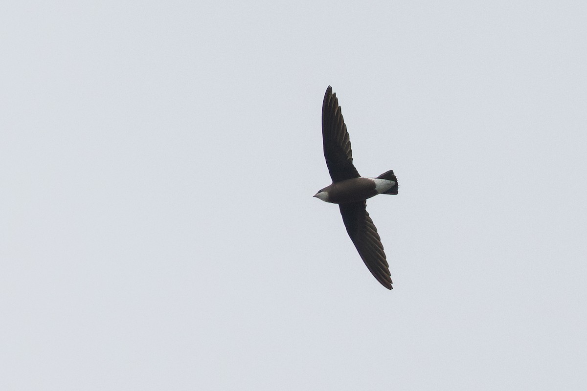 White-throated Needletail - ML644454715