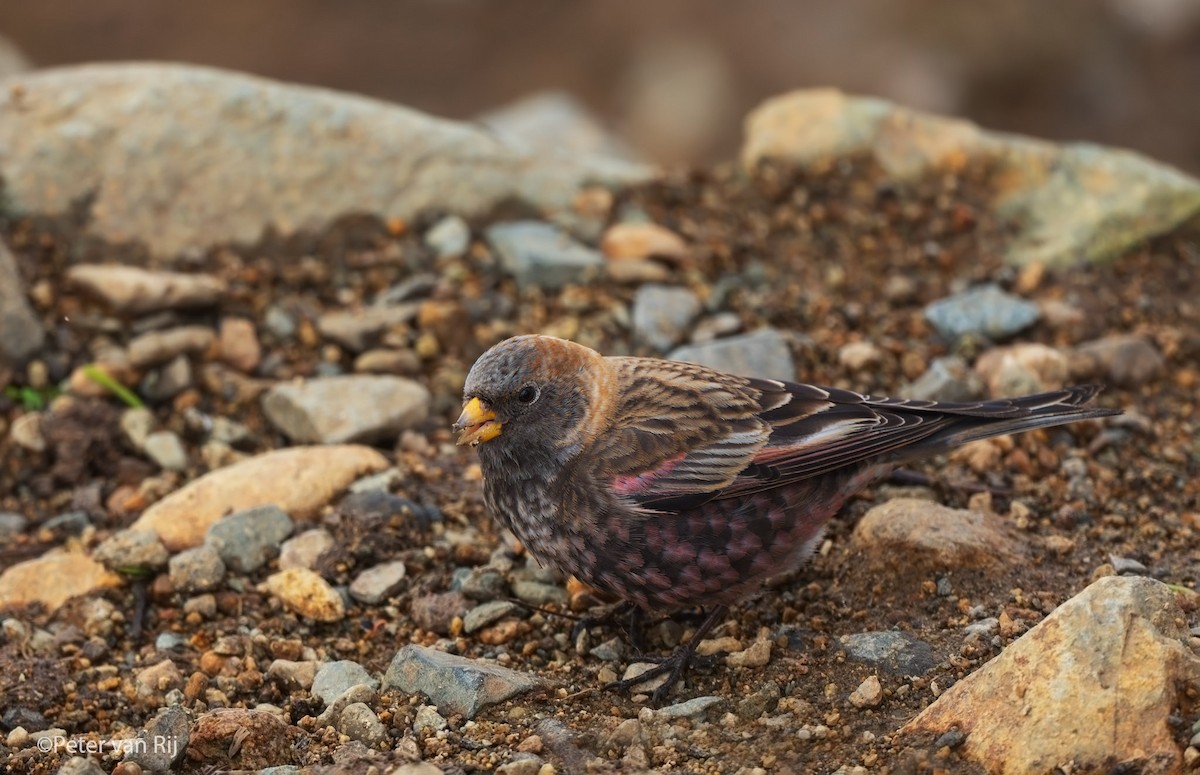 Asian Rosy-Finch - ML644454716