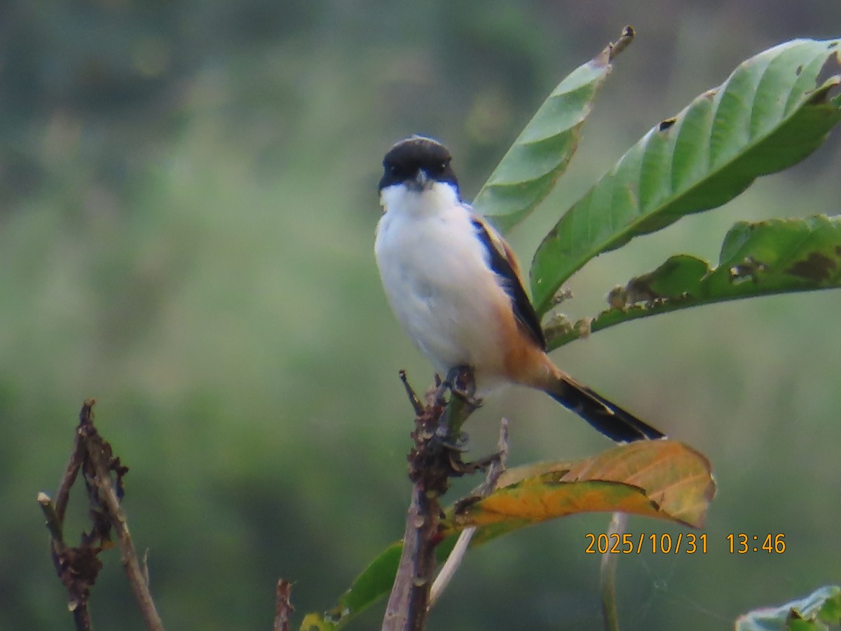 Long-tailed Shrike - ML644454719