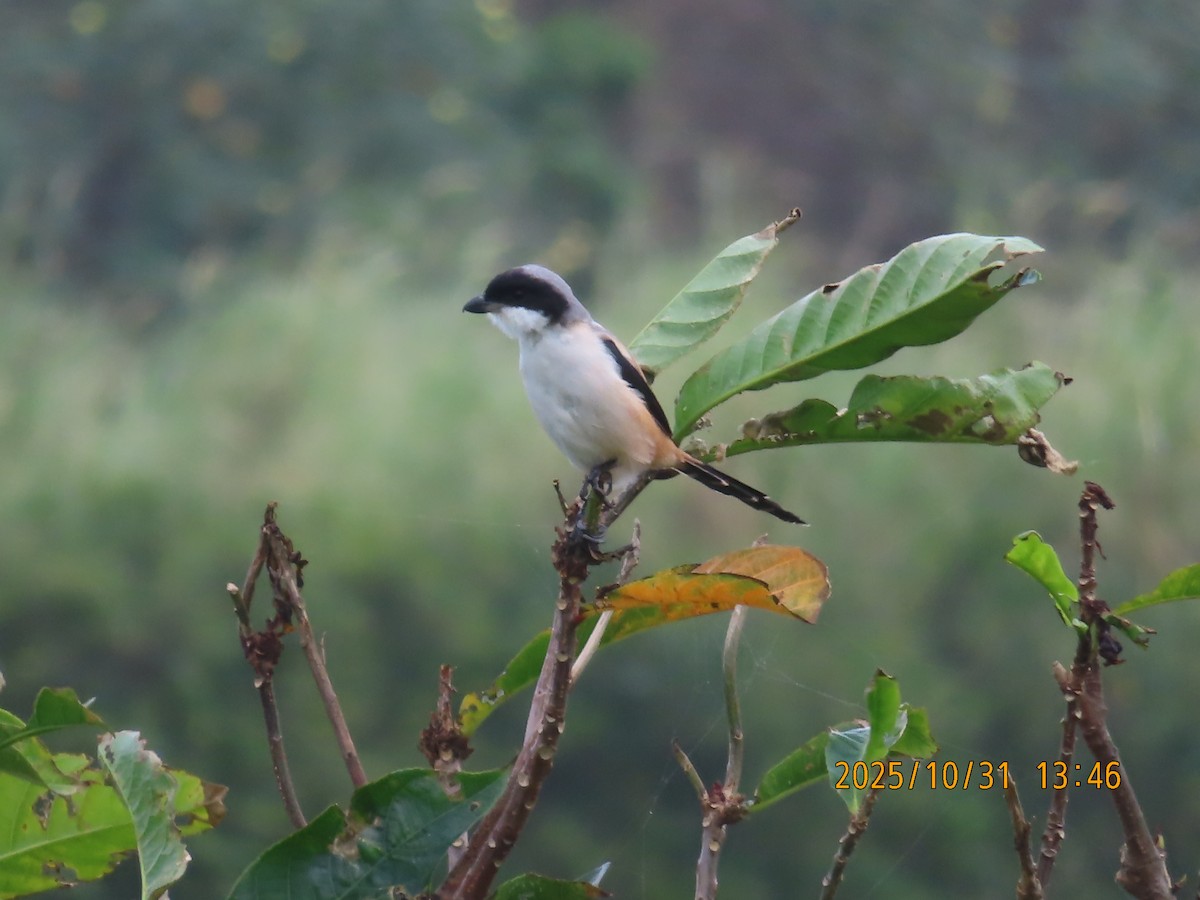 Long-tailed Shrike - ML644454720