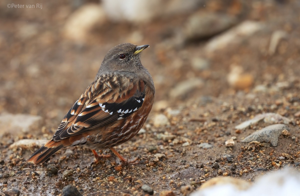 Sordone - ML644454726