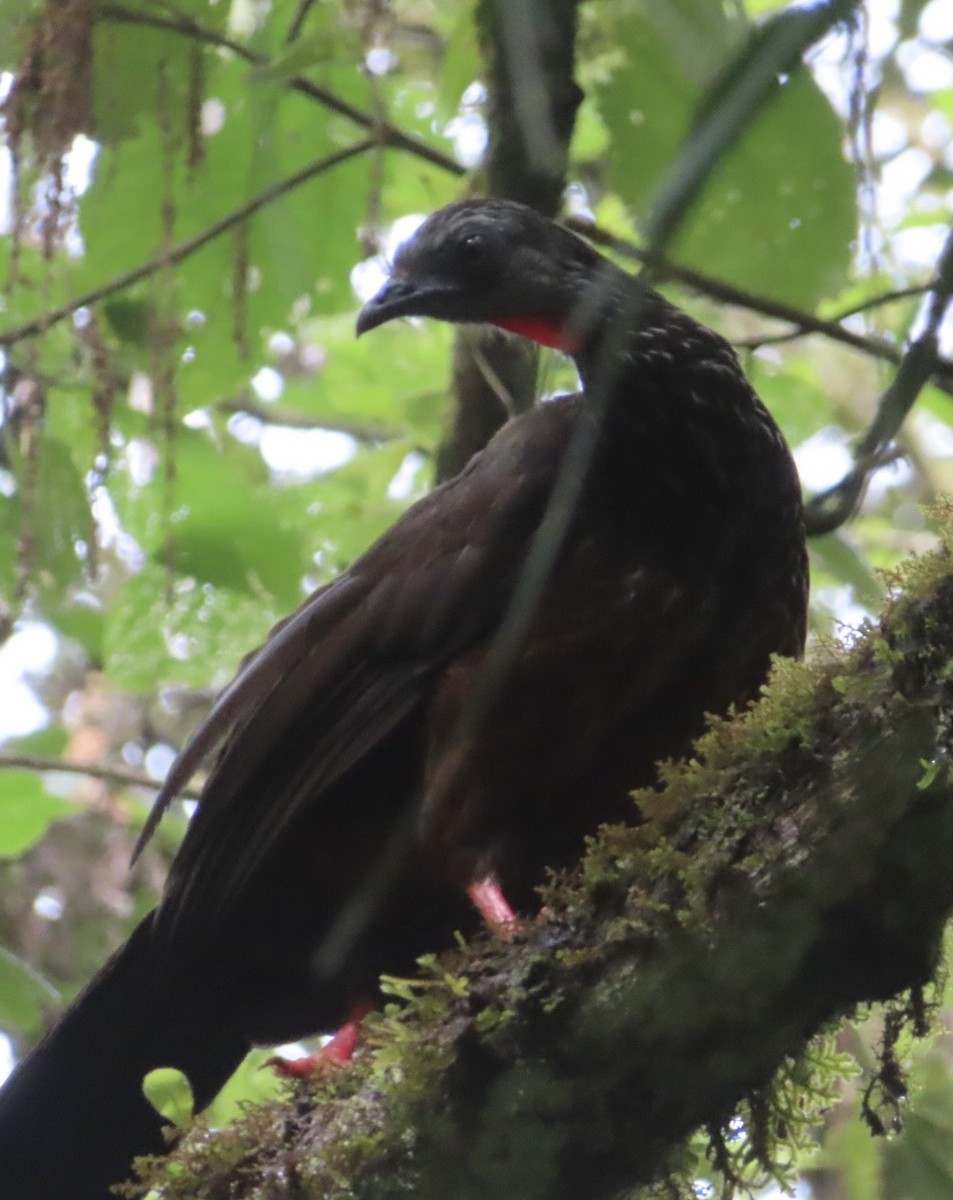 andeshokko - ML644454731