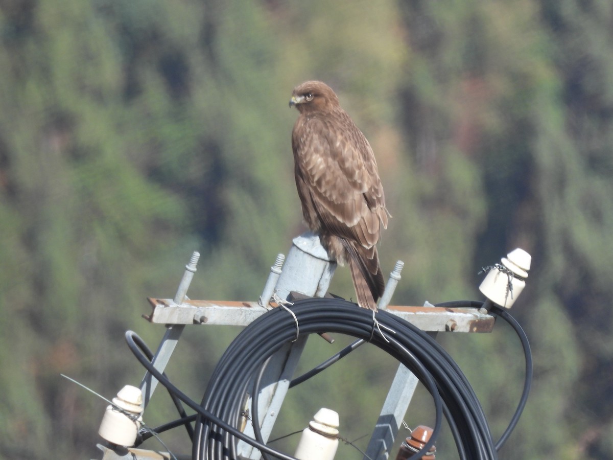 Himalayan Buzzard - ML644454736