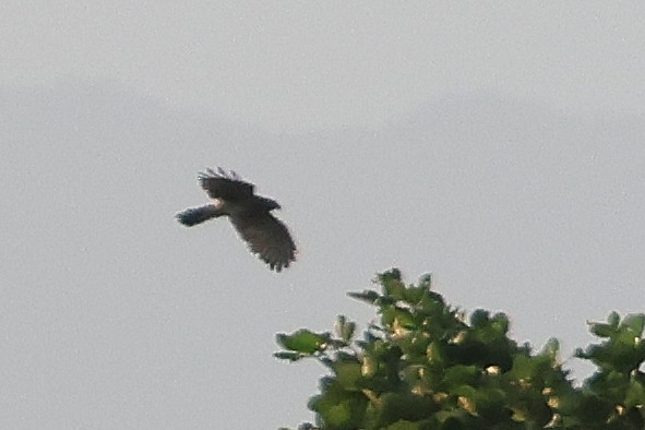 タカ科 - ML644454739